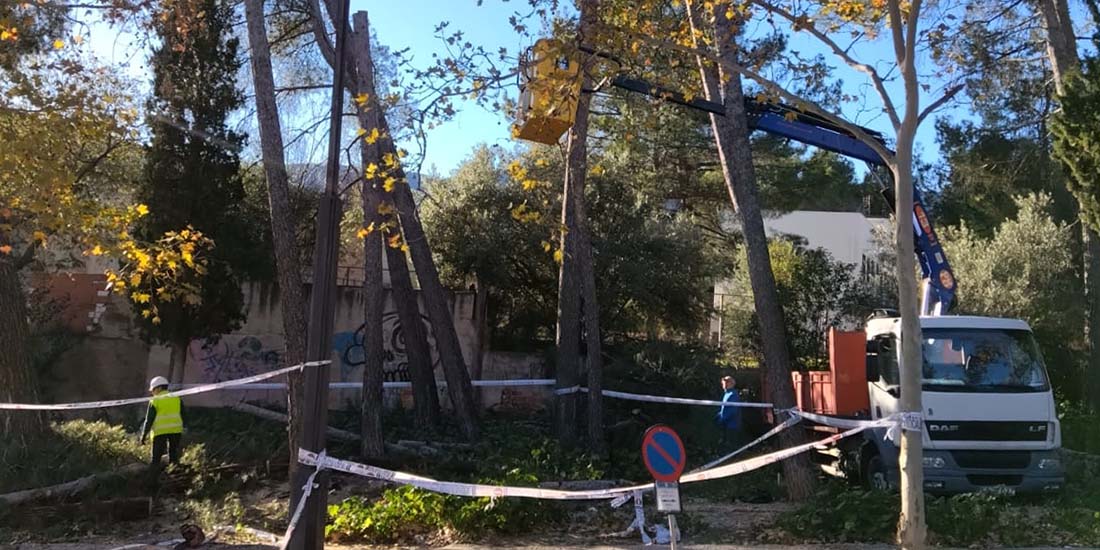 El Romeral, més segur: L’Ajuntament retira arbres en risc de caiguda